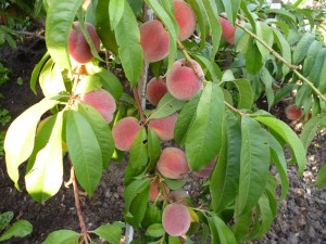 Rules for the care and cultivation of peach