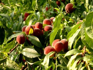 Rules for the care and cultivation of peach