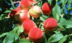 Rules for the care and cultivation of peach