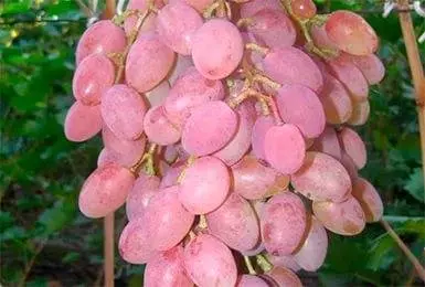 Rumba grapes