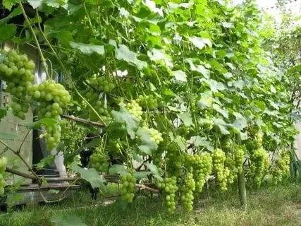 Rumba grapes