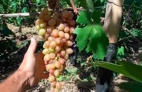 Rumba grapes