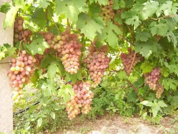 Rumba grapes