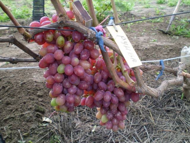 Rumba grapes