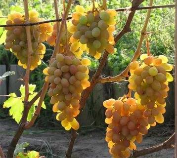 Rumba grapes