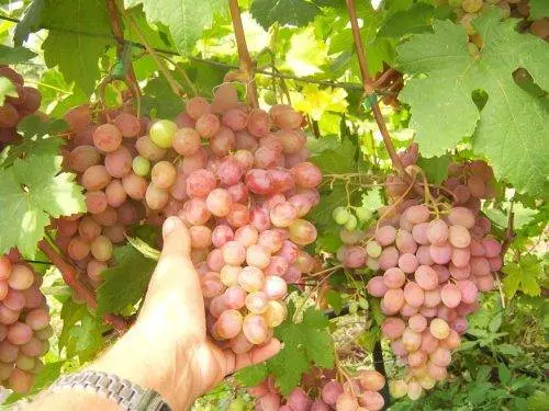 Rumba grapes