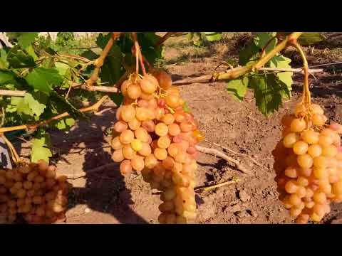 Rumba grapes