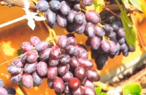 Rumba grapes