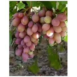 Rumba grapes