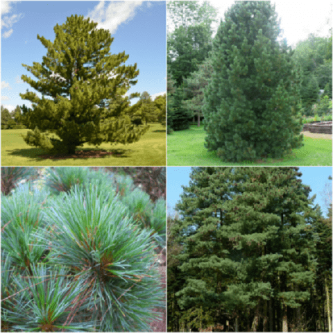 Rumelian pine varieties