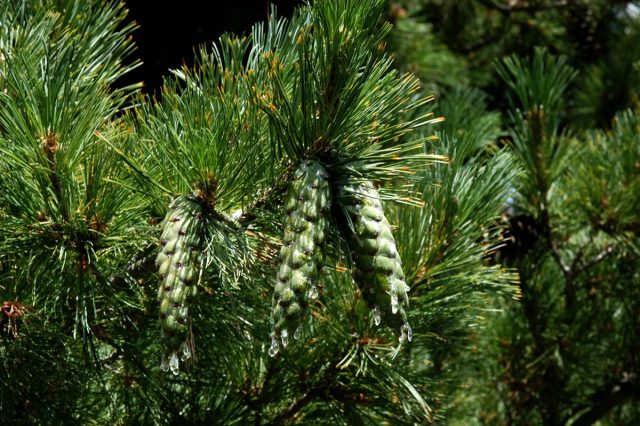 Rumelian pine varieties