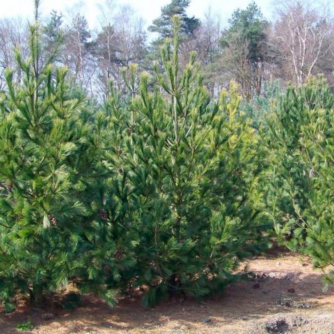 Rumelian pine varieties