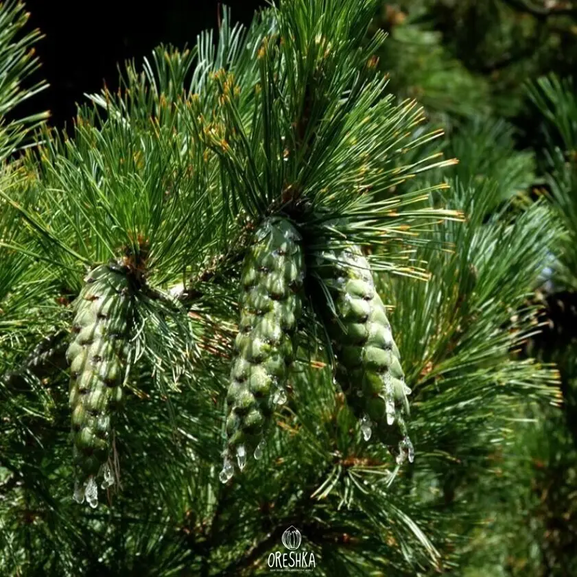 Rumelian pine varieties