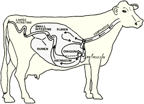 Rumen of cattle