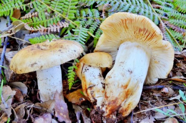 Russula almond: photo and description