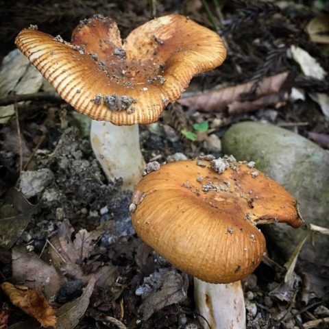 Russula almond: photo and description