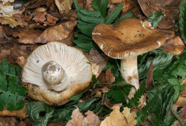 Russula almond: photo and description