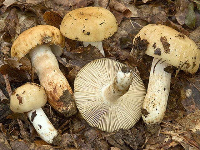 Russula almond: photo and description