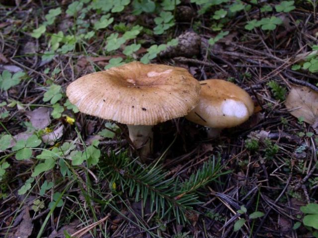 Russula almond: photo and description