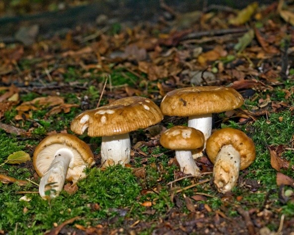 Russula almond: photo and description