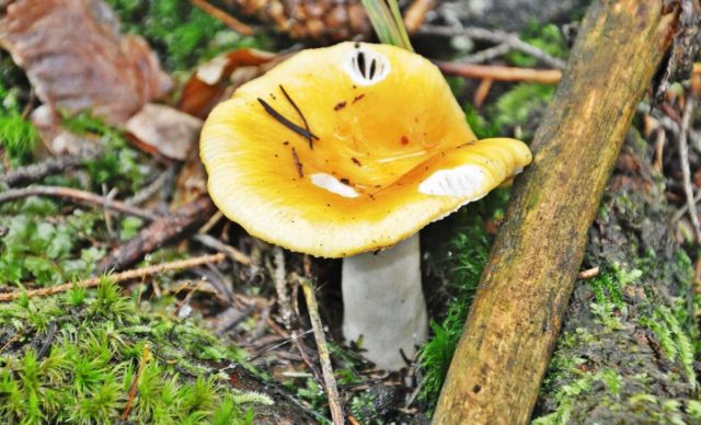 Russula almond: photo and description