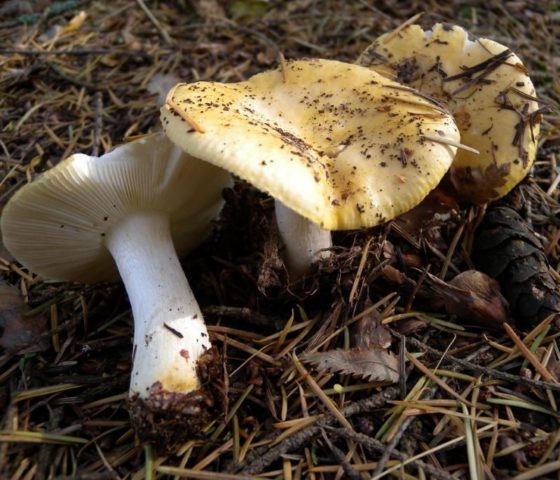 Russula almond: photo and description