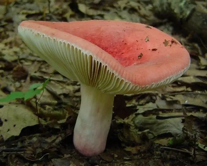 Russula beautiful (Russula sanguinaria) photo and description