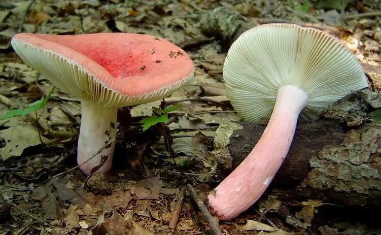 Russula beautiful (Russula sanguinaria) photo and description