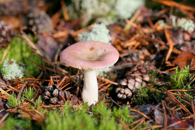 Russula birch: how to cook, photo and description