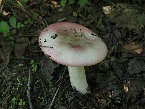 Russula birch: how to cook, photo and description