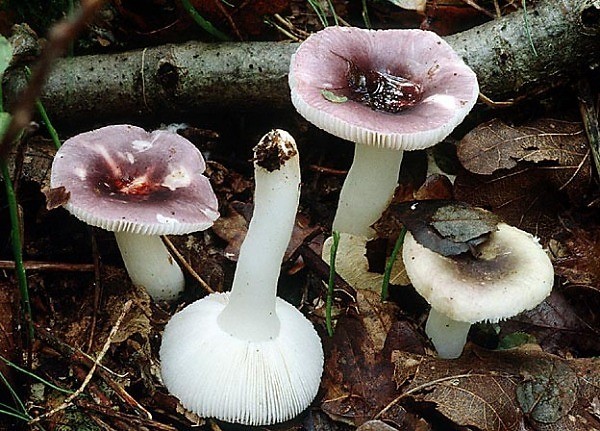 Russula birch: how to cook, photo and description