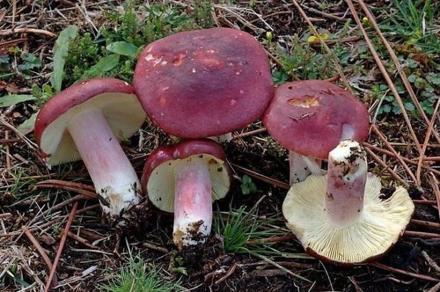 Russula birch: how to cook, photo and description