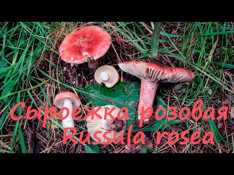 Russula birch: how to cook, photo and description