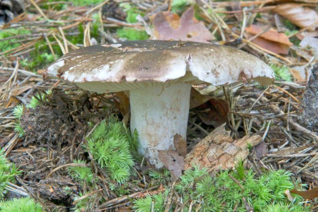 Russula blackening: description and photo