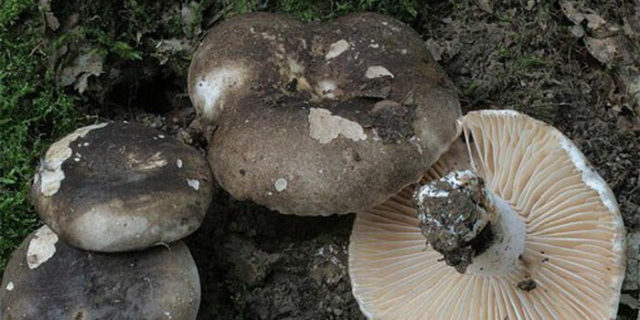 Russula blackening: description and photo