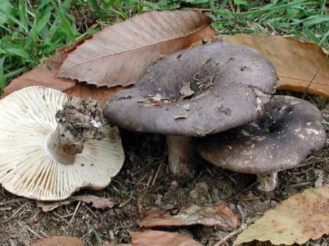 Russula blackening: description and photo