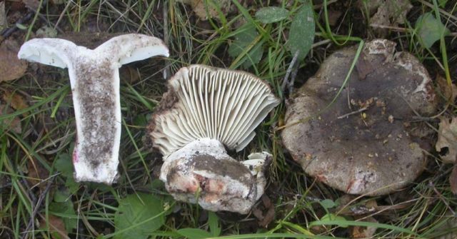 Russula blackening: description and photo