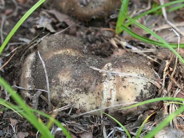 Russula blackening: description and photo