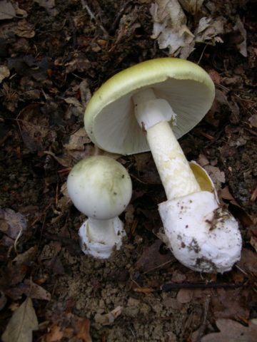 Russula blackening: description and photo