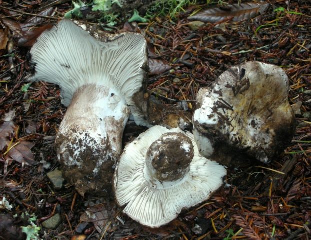 Russula blackening: description and photo