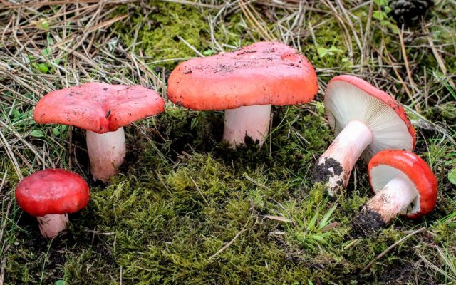 Russula blood red: where it grows and what it looks like