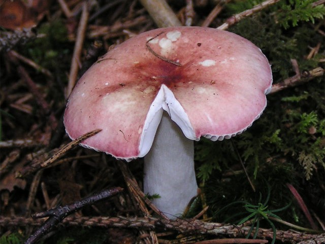 Russula blood red: where it grows and what it looks like