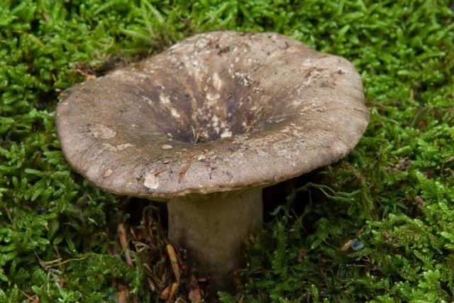 Russula blood red: where it grows and what it looks like