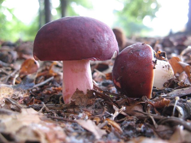 Russula blood red: where it grows and what it looks like