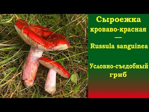 Russula blood red: where it grows and what it looks like