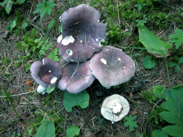 Russula blue: mushroom description, photo