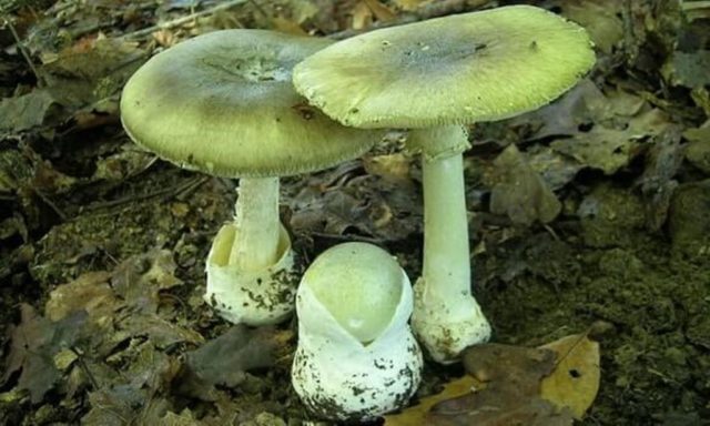 Russula blue: mushroom description, photo