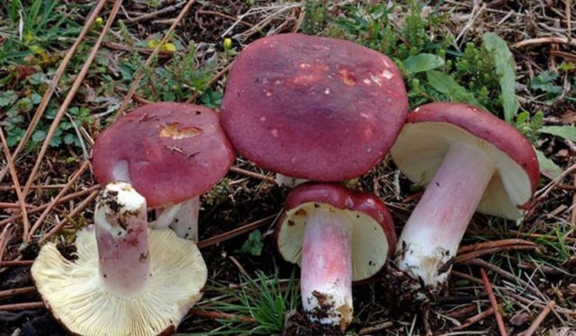 Russula blue: mushroom description, photo