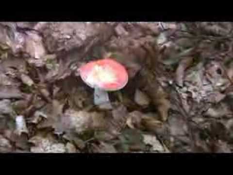 Russula blue: mushroom description, photo