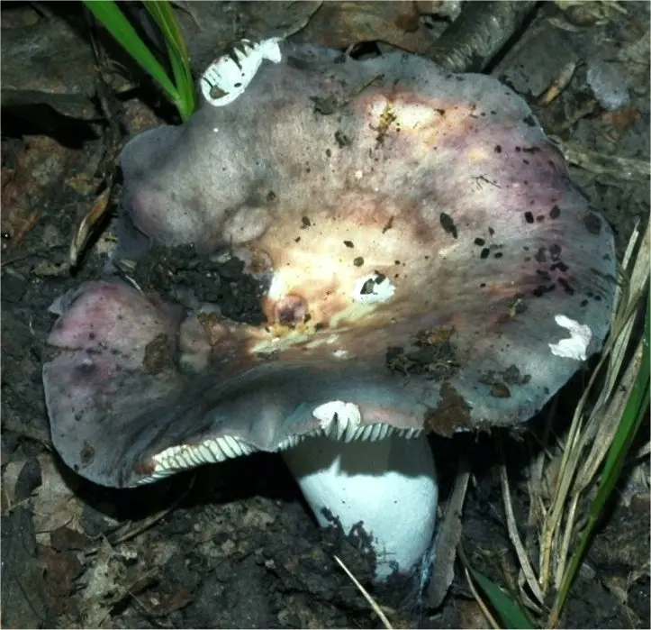 Russula blue-yellow (Russula cyanoxantha) photo and description